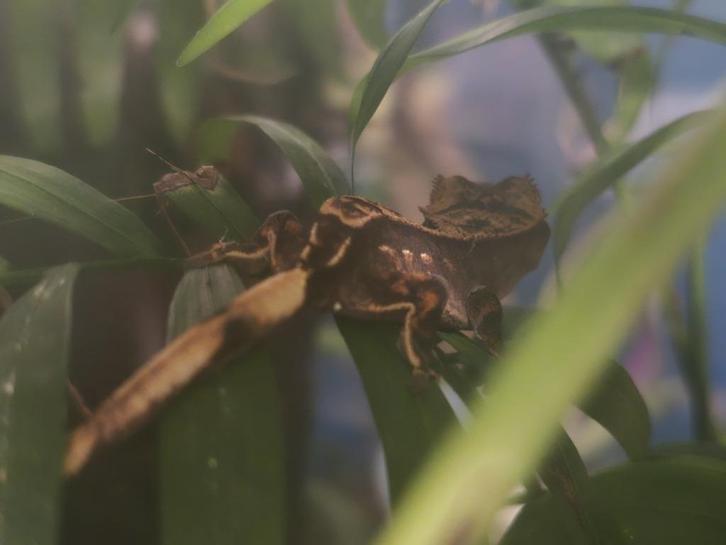 Jonge Wimpergekko's nakweek (Crested gecko's), Dieren en Toebehoren, Reptielen en Amfibieën, Hagedis, 0 tot 2 jaar