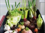 Gezocht! Groente stekjes. Of fruit., Tuin en Terras, Bloembollen en Zaden, Ophalen