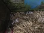 Jonge mannetjes muizen, Dieren en Toebehoren, Juni, Mannelijk, Muis