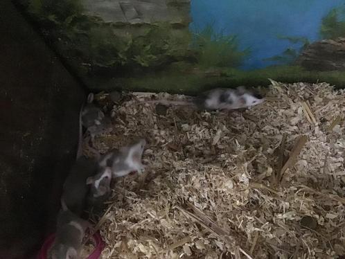 Jonge mannetjes muizen, Dieren en Toebehoren, Knaagdieren, Mannelijk, Muis, Juni