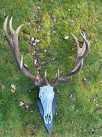 Edelhert gewei, Verzamelen, Dierenverzamelingen, Ophalen, Gebruikt, Hert, Gewei of Kop