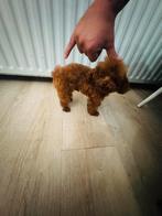 100% klein blijvend! Aziatische toypoedel asia toy poedel, Dieren en Toebehoren, Honden | Chihuahua's en Gezelschapshonden, Poedel