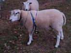 Zuiver Swifter dekram, Dieren en Toebehoren, Mannelijk, Schaap