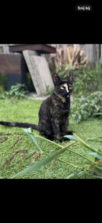 Gezocht: huisje voor onze Zoey, Dieren en Toebehoren, Poes, Gechipt