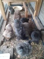 Gratis 2 zwarte jonge USA zijdehoen  kuifkriel haantjes, Dieren en Toebehoren, Mannelijk, Kip