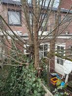 Gratis te snoeien/kappen voor hout, Tuin en Terras, Haardhout, Minder dan 3 m³, Ophalen of Verzenden