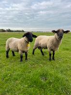 Suffolk ooien, Dieren en Toebehoren, Schapen, Geiten en Varkens, Vrouwelijk, Schaap, 0 tot 2 jaar