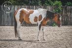 American Paint Horse merrie, Dieren en Toebehoren, Pony's, B, Gechipt, 3 tot 6 jaar, Westernpony