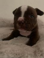 Micro Exotic bully pups 2 teefjes beschikbaar ️🥰❤️, Overige rassen, 8 tot 15 weken, Meerdere dieren, Eén hond