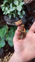 Wimpergecko man 1 jaar