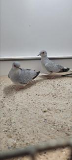 3 diamant duiven, Meerdere dieren