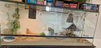 Rode Baardagaam incl 150x60x60 Terrarium, Dieren en Toebehoren, Reptielen en Amfibieën, Hagedis