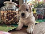 Maltezer puppys, Dieren en Toebehoren, Maltezer, CDV (hondenziekte), 8 tot 15 weken, Meerdere