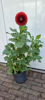 Verschillende Dahlia's, Tuin en Terras, Planten | Tuinplanten, Ophalen, Zomer, Overige soorten, Volle zon