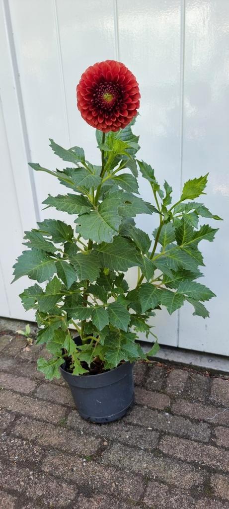 Verschillende Dahlia's, Tuin en Terras, Planten | Tuinplanten, Overige soorten, Volle zon, Zomer, Ophalen