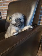 Wolfsgrauwe keeshond puppy's, Dieren en Toebehoren, Keeshond, 8 tot 15 weken, CDV (hondenziekte), Meerdere