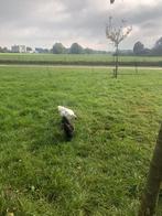 Gratis bramha haantjes, Dieren en Toebehoren, Pluimvee, Mannelijk, Kip