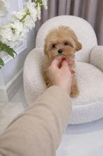 Exclusieve Maltipoo F1 pups ( Maltezer / Toy Poedel ), Particulier, Overige rassen, 8 tot 15 weken, Buitenland