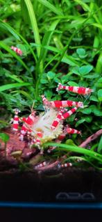 Crystal red shrimps garnalen,  hele mooi lijn. Actieprijs!, Dieren en Toebehoren, Kreeft, Krab of Garnaal