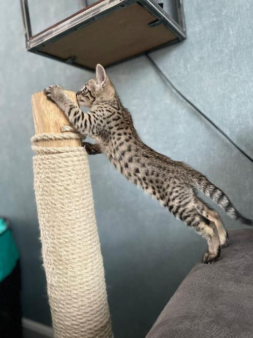 Savannah kitten poesje, Dieren en Toebehoren, Katten en Kittens | Raskatten | Korthaar, Poes, 0 tot 2 jaar, Met stamboom, Gechipt