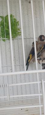 Bloemputter pop 2024, Dieren en Toebehoren, Vrouwelijk, Wildzangvogel, Geringd