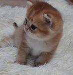 Britse korthaar kittens, Dieren en Toebehoren, Katten en Kittens | Raskatten | Korthaar, Meerdere dieren, Ontwormd