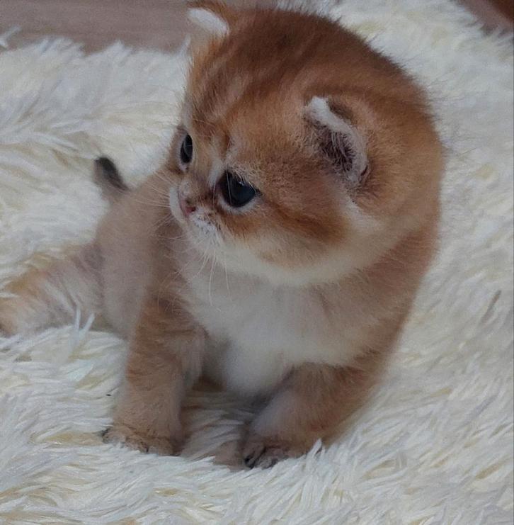 Britse korthaar kittens(laatste katertje beschikbaar), Dieren en Toebehoren, Katten en Kittens | Raskatten | Korthaar, Meerdere dieren