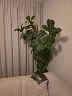 Hele grote ficus lyrata, Ophalen, Ficus, 200 cm of meer, Halfschaduw