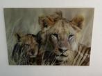 2 Glazen Posters Leeuw & Luipaard 43x63cm, Ophalen, Minder dan 50 cm, 50 tot 75 cm, Zo goed als nieuw