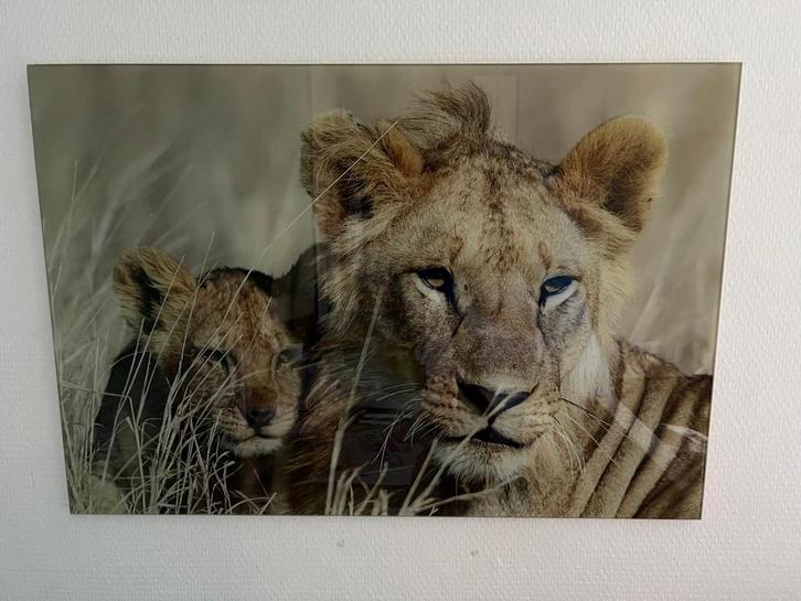 2 Glazen Posters Leeuw & Luipaard 43x63cm, Huis en Inrichting, Woonaccessoires | Schilderijen, Tekeningen en Foto's, Zo goed als nieuw
