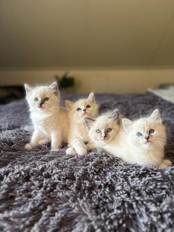Onze raszuivere ragdoll kittens zoekem een baasje beschikbaar voor biedingen