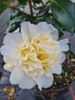 Camelia Brushfield yellow ca 100 cm, Tuin en Terras, Planten | Struiken en Hagen, Ophalen of Verzenden, Overige soorten, Struik