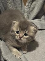 British korthaar, Dieren en Toebehoren, Katten en Kittens | Overige Katten, Kater, Kortharig, 0 tot 2 jaar