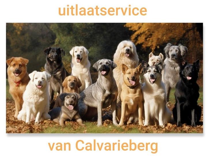 Dierenopvang/oppas en uitlaatservice, Diensten en Vakmensen, Dieren | Honden | Verzorging, Oppas en Les, Uitlaatservice