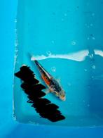 Te koop Shusui 23cm 15 euro, Dieren en Toebehoren, Karper of Koi
