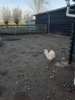 Haan, Dieren en Toebehoren, Mannelijk, Kip