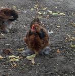 Jonge Cochin kriel hanen!, Dieren en Toebehoren, Mannelijk, Kip