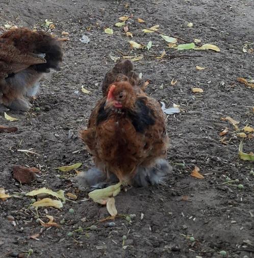 Jonge Cochin kriel hanen!, Dieren en Toebehoren, Pluimvee, Kip, Mannelijk