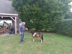 Twee prachtige mini paardjes, Dieren en Toebehoren, Pony's, 0 tot 2 jaar, Hengst, A pony (tot 1.17m), Gechipt