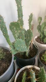 Cactus plant met pot €10, Ophalen, Bloeit niet, Overige soorten, Volle zon