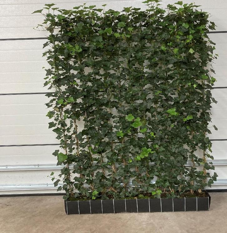 Hedera kant en klaar haag - Hedera scherm - Groen rek - Haag, Tuin en Terras, Planten | Struiken en Hagen, Haag, Overige soorten