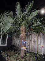 Mooie grote palmboom om zelf uit te graven, Tuin en Terras, Planten | Bomen, Bloeit niet, 250 tot 400 cm, Palmboom, Ophalen