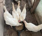 Leghorn witte kippen:leg hennen 6 kippen, Dieren en Toebehoren, Pluimvee, Vrouwelijk, Kip