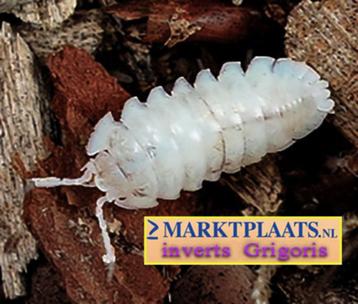 Armadillidium nasatum White isopods / pissebedden beschikbaar voor biedingen