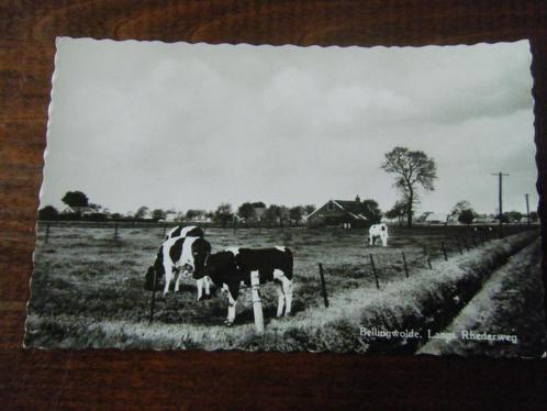 C30 - Bellingwolde - Rhederweg - Koeien - Mooi/Oud, Verzamelen, Ansichtkaarten | Nederland, Ophalen of Verzenden
