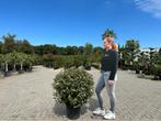 Elaeagnus ebbingei - Olijfwilg bol 70/80 cm te koop, In pot, Halfschaduw, Lente, Minder dan 100 cm