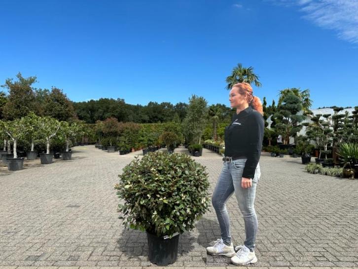 Elaeagnus ebbingei - Olijfwilg bol 70/80 cm te koop, Tuin en Terras, Planten | Bomen, Overige soorten, Minder dan 100 cm, Halfschaduw