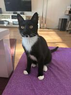 Gratis adoptie – lieve poes Moki (5 maanden), Poes, Kortharig, 0 tot 2 jaar