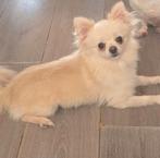 Pomchi reu 1,5 jaar (pomeriaan x chihuahua), Dieren en Toebehoren, Honden | Chihuahua's en Gezelschapshonden, Rabiës (hondsdolheid)