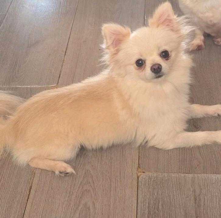 Pomchi reu 1,5 jaar (pomeriaan x chihuahua), Dieren en Toebehoren, Honden | Chihuahua's en Gezelschapshonden, Reu, Overige rassen
